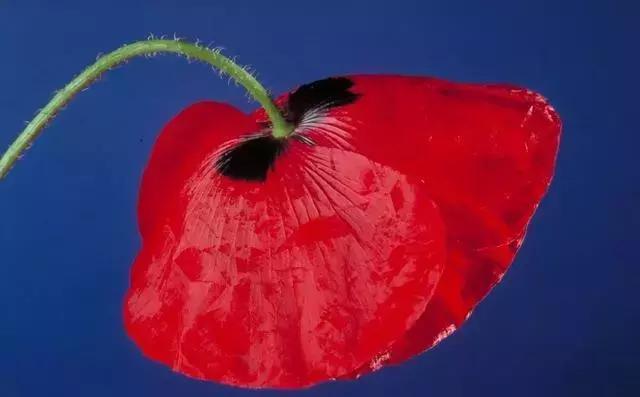 怎样戒毒才能彻底戒掉,戒毒两年能彻底戒掉吗