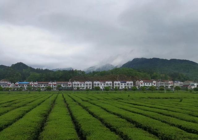 英山云雾茶手工茶,英山云雾茶哪个品牌好