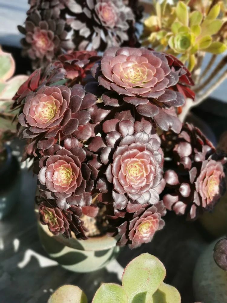 适合从小养到大的多肉,由小到大由浅入深