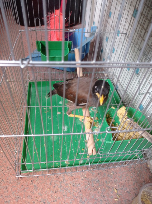 家里添了一个新成员,三百元进手的海南八哥