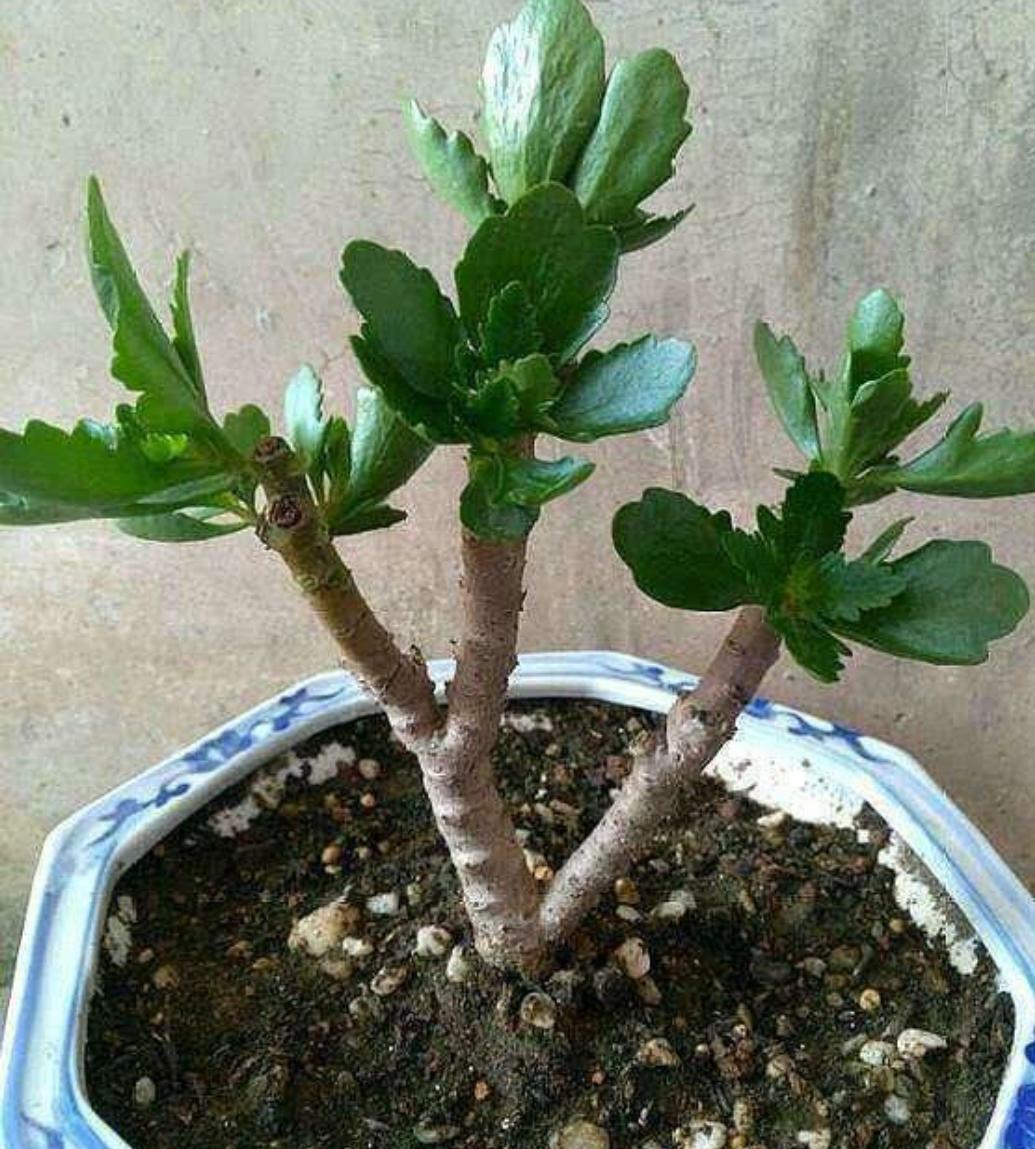 长寿花的夏季养护技巧,长寿花夏季养护技巧