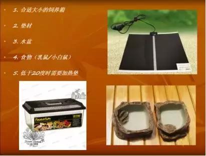 如何让观赏蛇类在人工环境下住得幸福