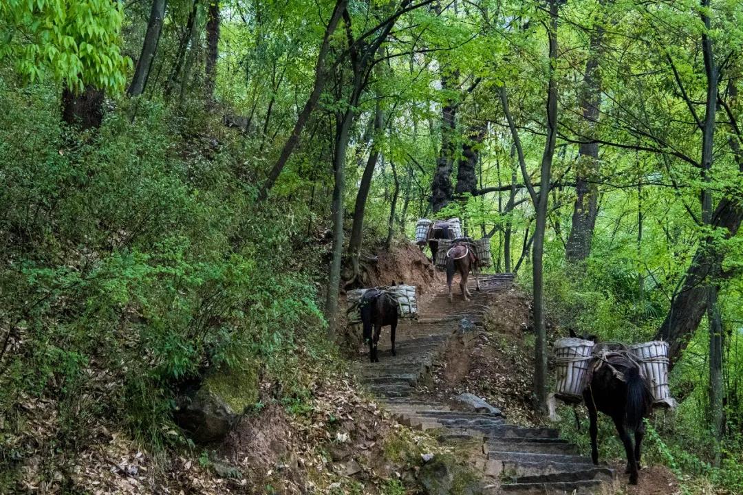 陕西秦岭最美的小城在哪里,秦岭深处的小县城暗藏着绝美秋色