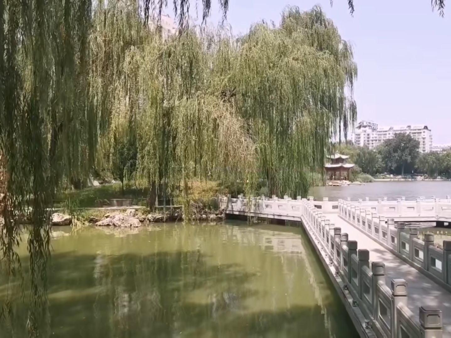 紫竹院公园湖边漫步随拍荷花美景,紫竹院公园荷花