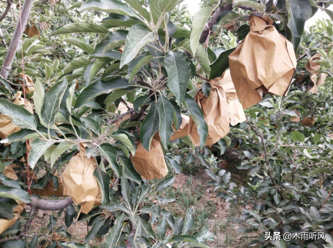 苹果树叶子发黄发卷是啥原因,苹果树叶子发黄了怎么处理