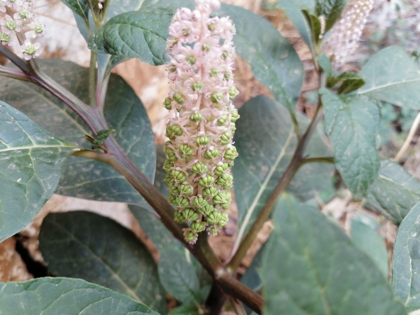 中国诗歌周刊第101期,中国诗歌周刊194期