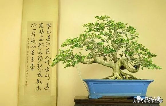 家有黄杨世代栋梁是指哪种黄杨,家有黄杨代代出栋梁