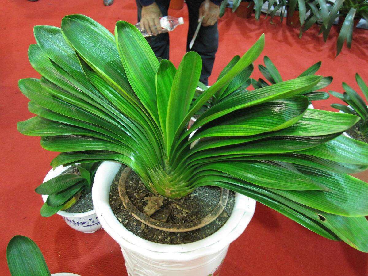 冬天君子兰的养殖方法和注意事项,君子兰夏天放室内冬天还会开花吗