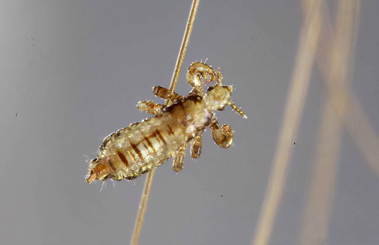 人类体毛为什么消失,人类体毛是什么时期脱掉的