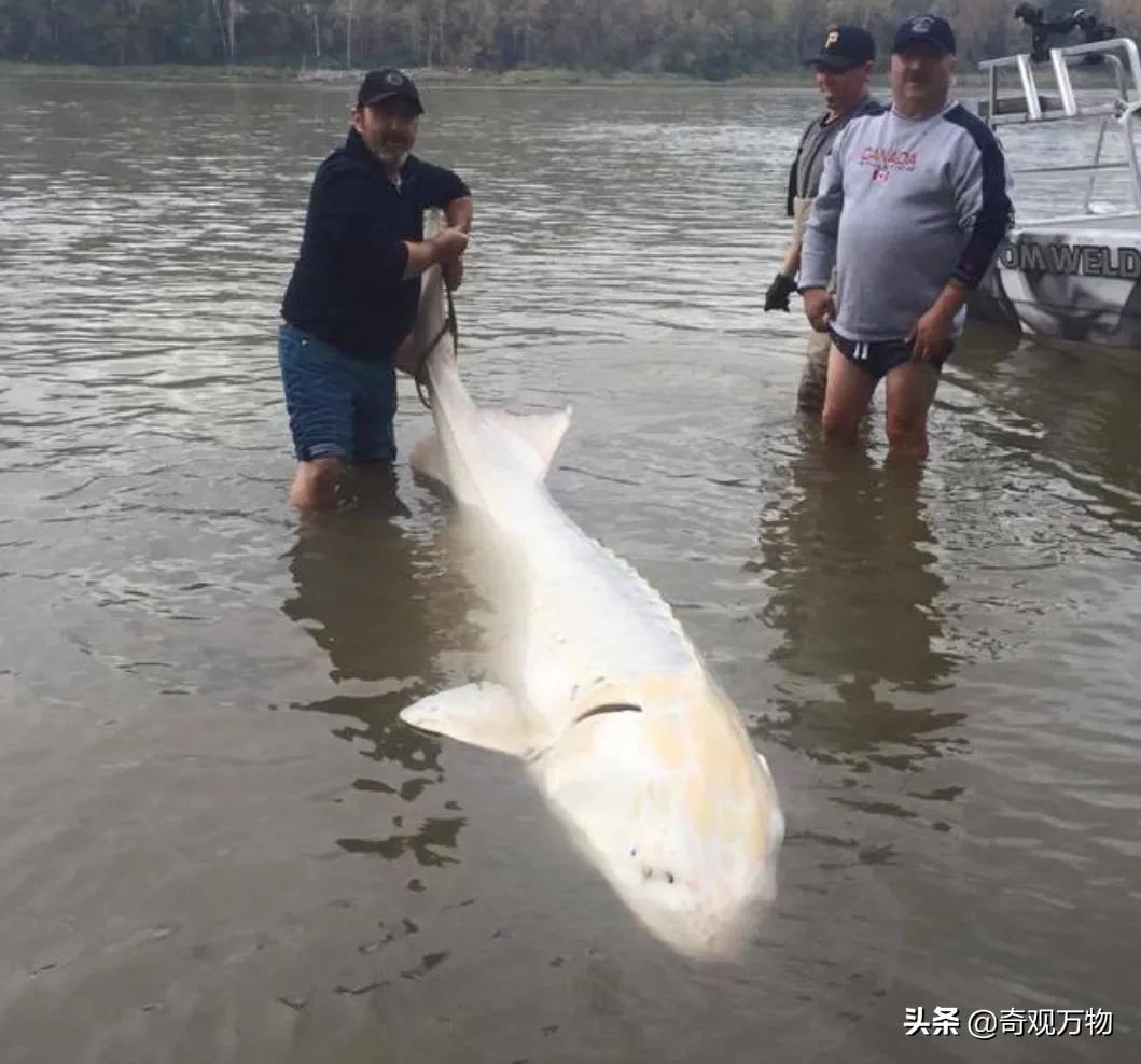白化鲟鱼鱼子酱多少一条,鲟鱼鱼子酱值多少钱