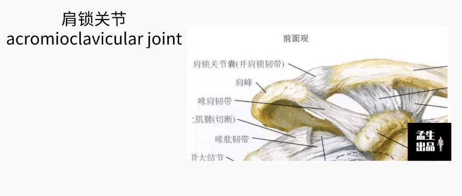 肩锁关节脱位伴钢板固定演示,解剖学肩关节