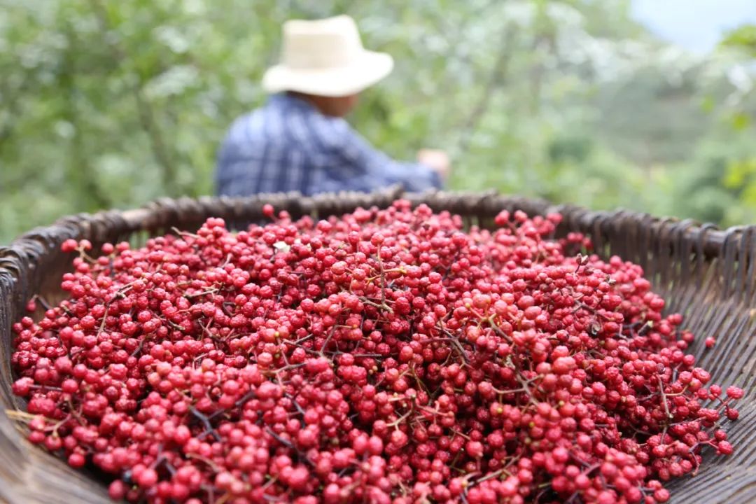 深耕川菜味魂，花椒加工新技术让川味更浓川菜更香