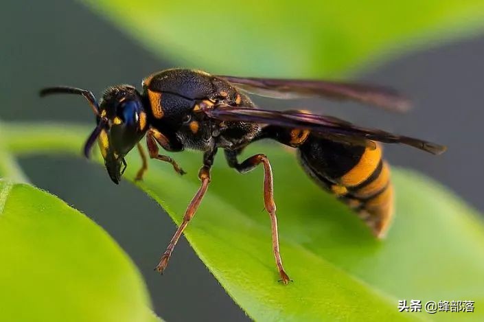 早期胡蜂为啥能长得最快,胡蜂最开始是怎么建巢的
