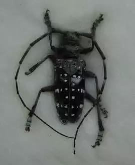 果树清园到底用什么药最好,冬季蜜柚清园管理要点