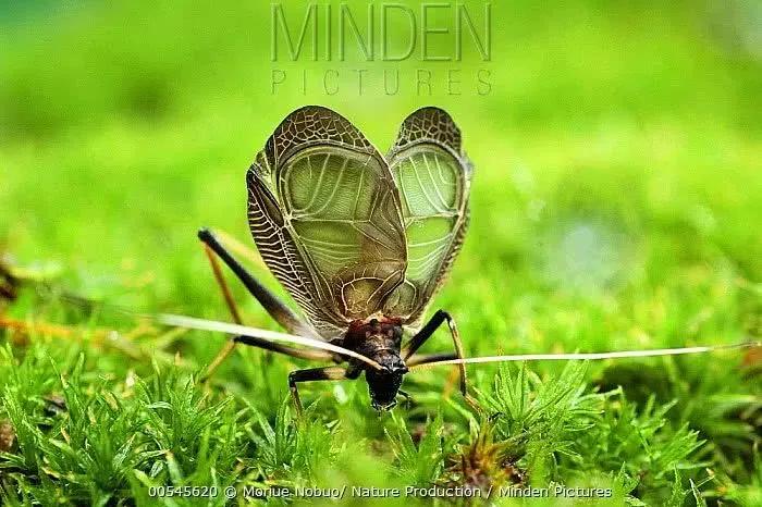 蝈蝈蛐蛐分不清,蝈蝈蛐蛐傻傻分不清楚