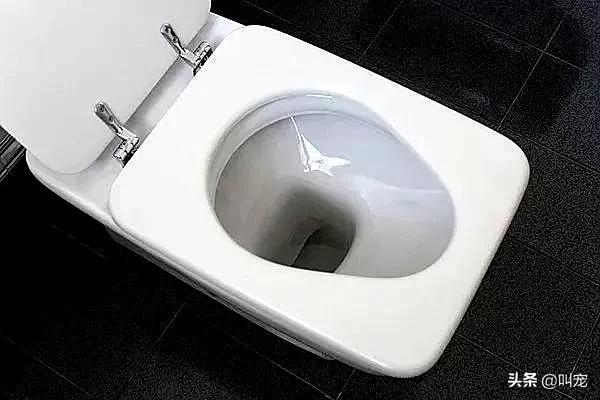 猫食碗每天都要清洗吗,猫咪碗盆脏了用什么洗