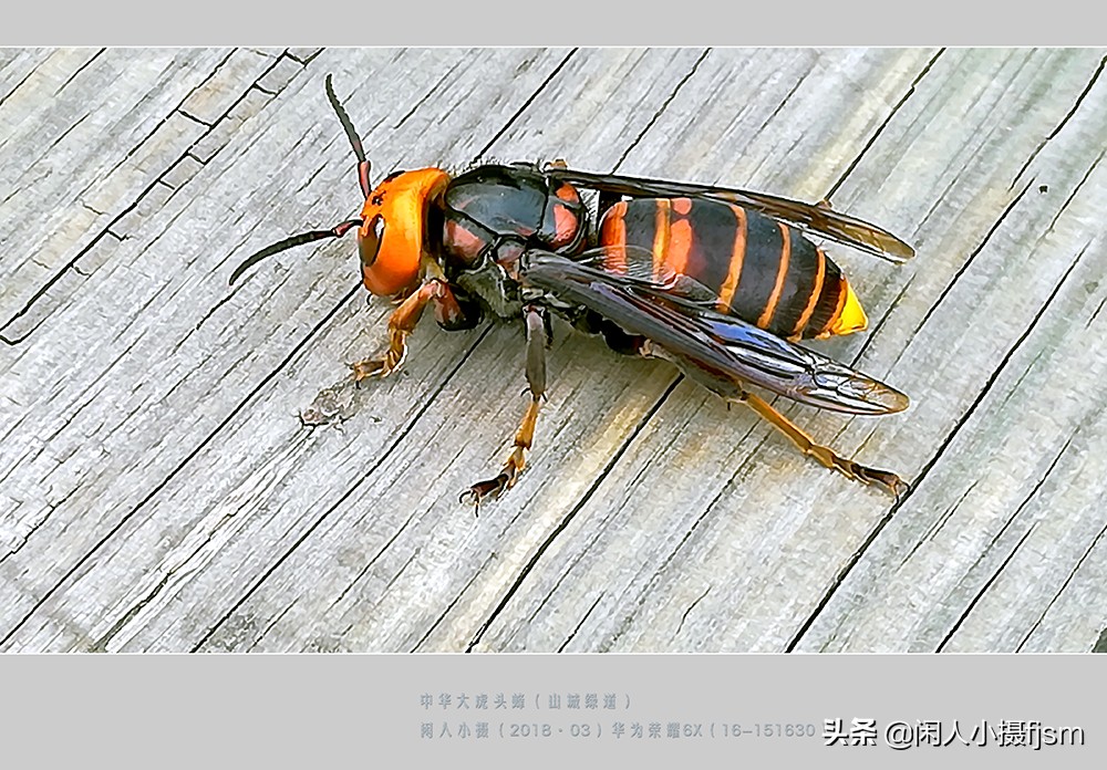 摄影图文：“秋天莫惹胡蜂”,几种常见的胡蜂
