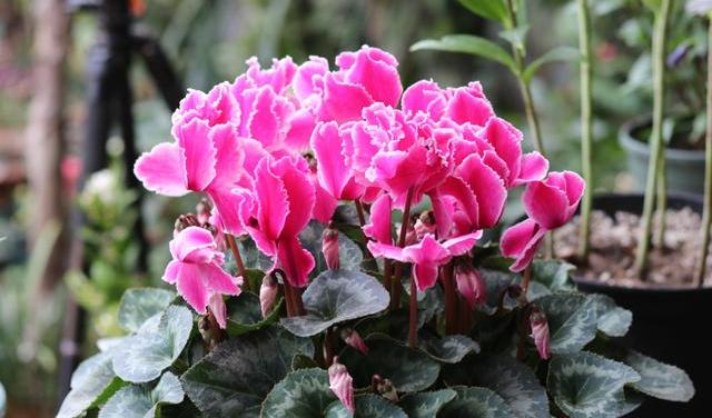 仙客来花老黄叶,仙客来每天黄叶