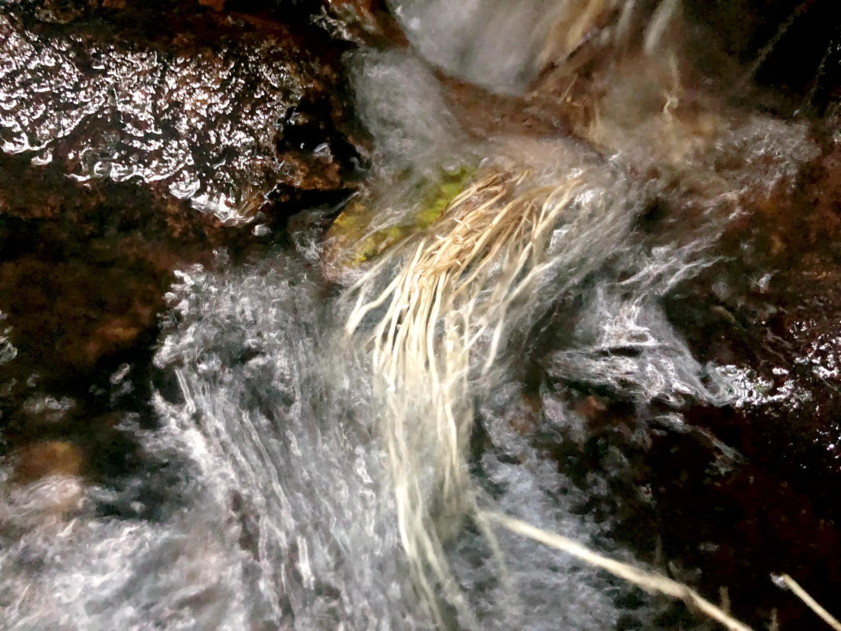 娣卞北鑰佹灄閲庤彍妞嶇墿,鍘诲璁垮北闂寸殑閲庣敓鏈崏妞嶇墿