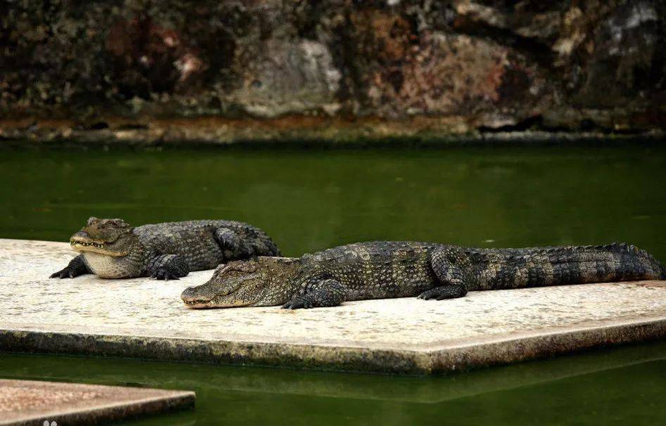 欧洲美食海鲜自助,嗨翻中山融合菜