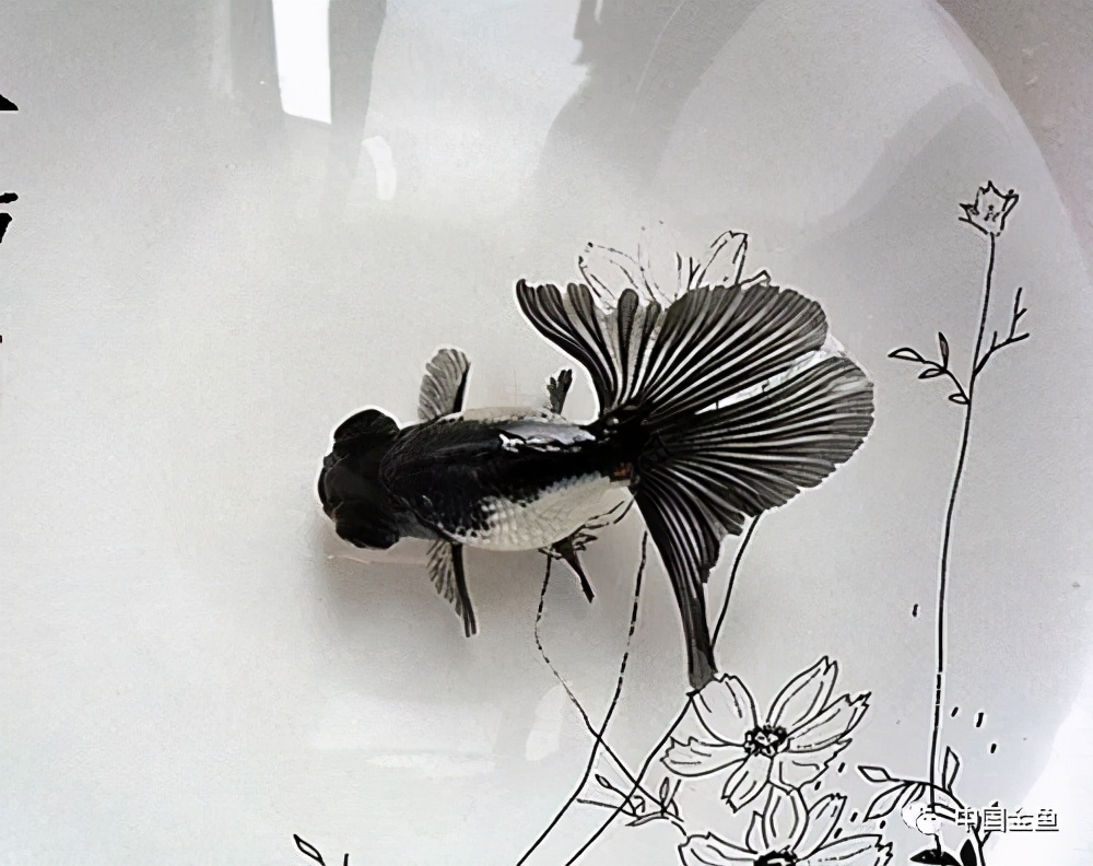 换水4分之一多久一次,换水讲究