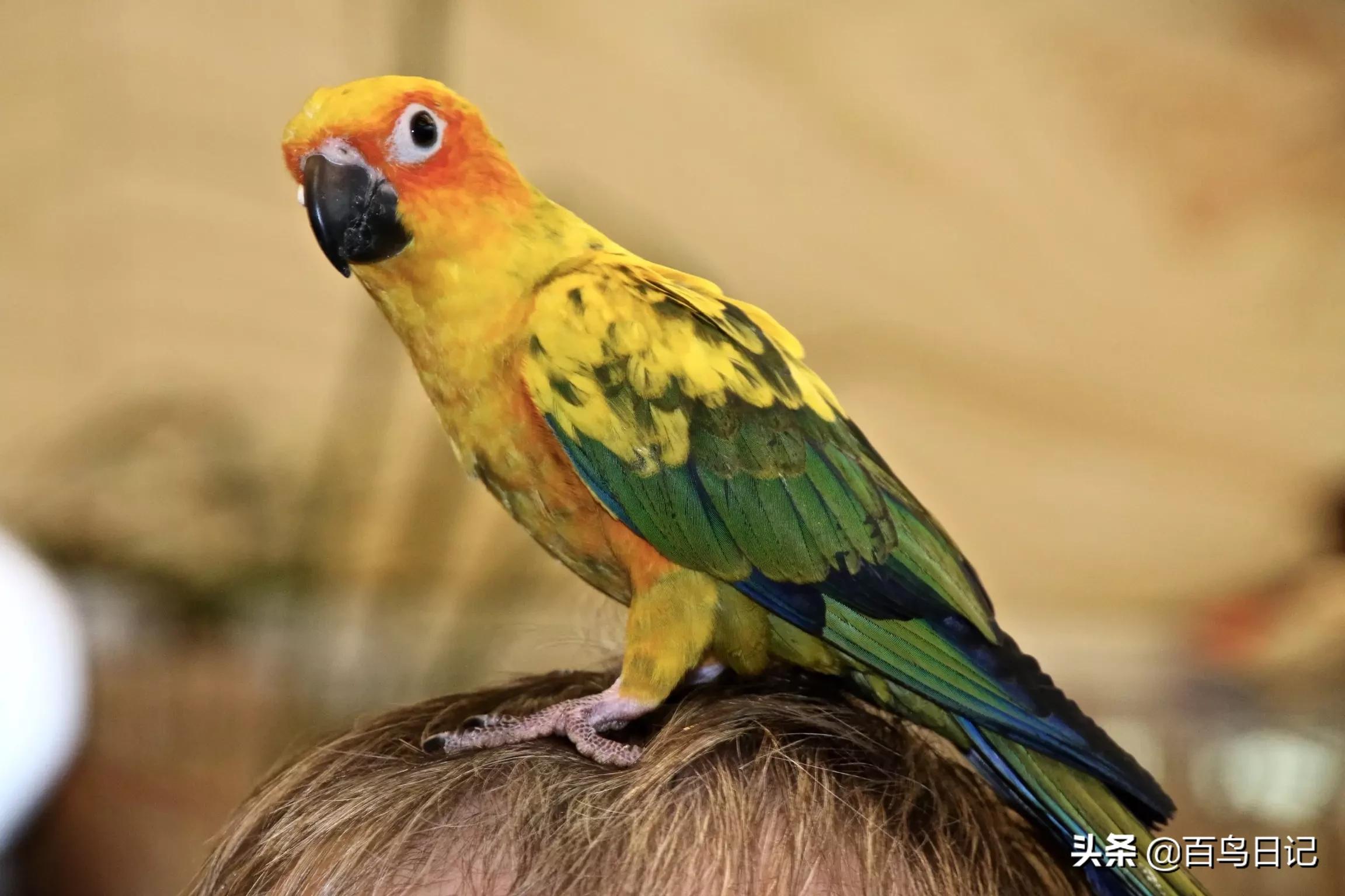 鹦鹉虱子防治,鹦鹉虱子防治方法有哪些