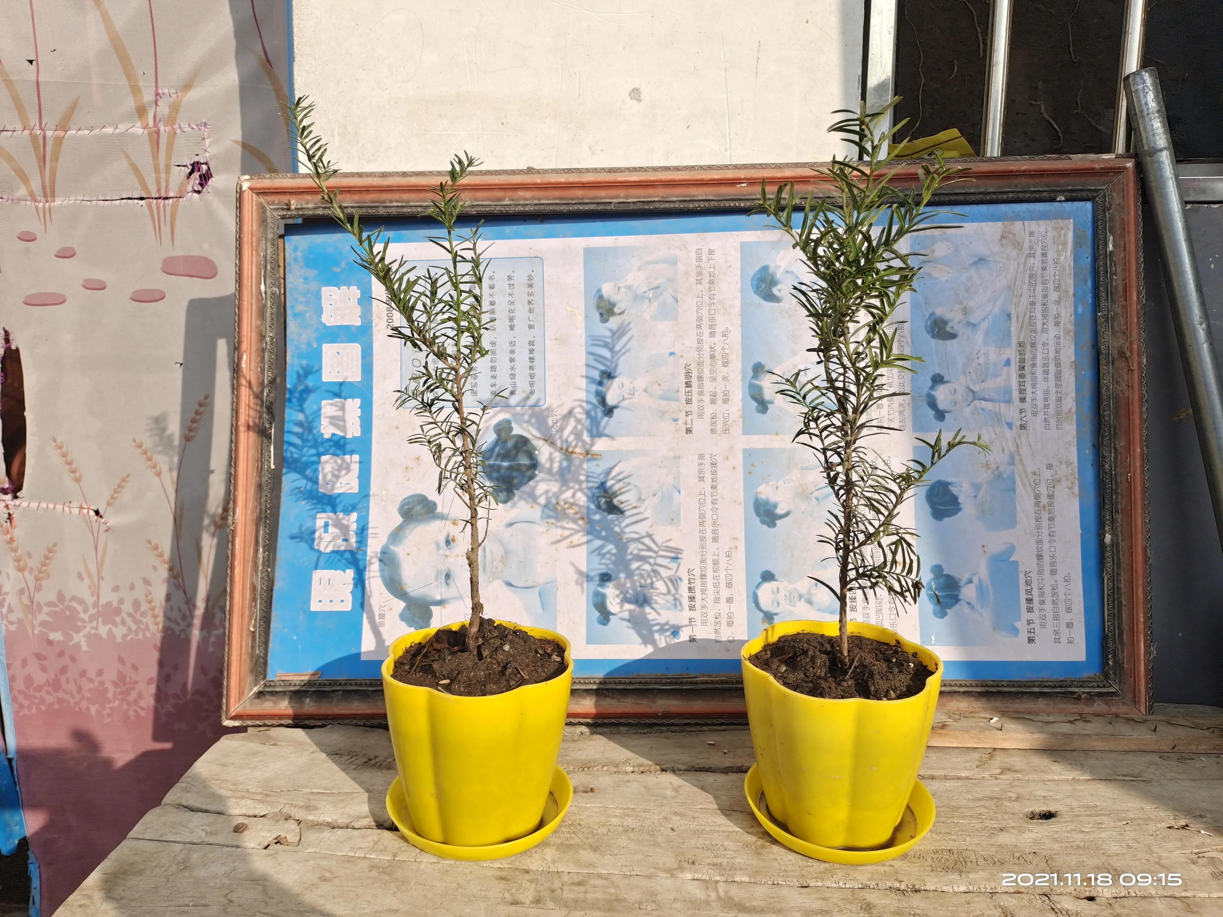 晚饭后走走步图片,晚饭后走路能减肥吗