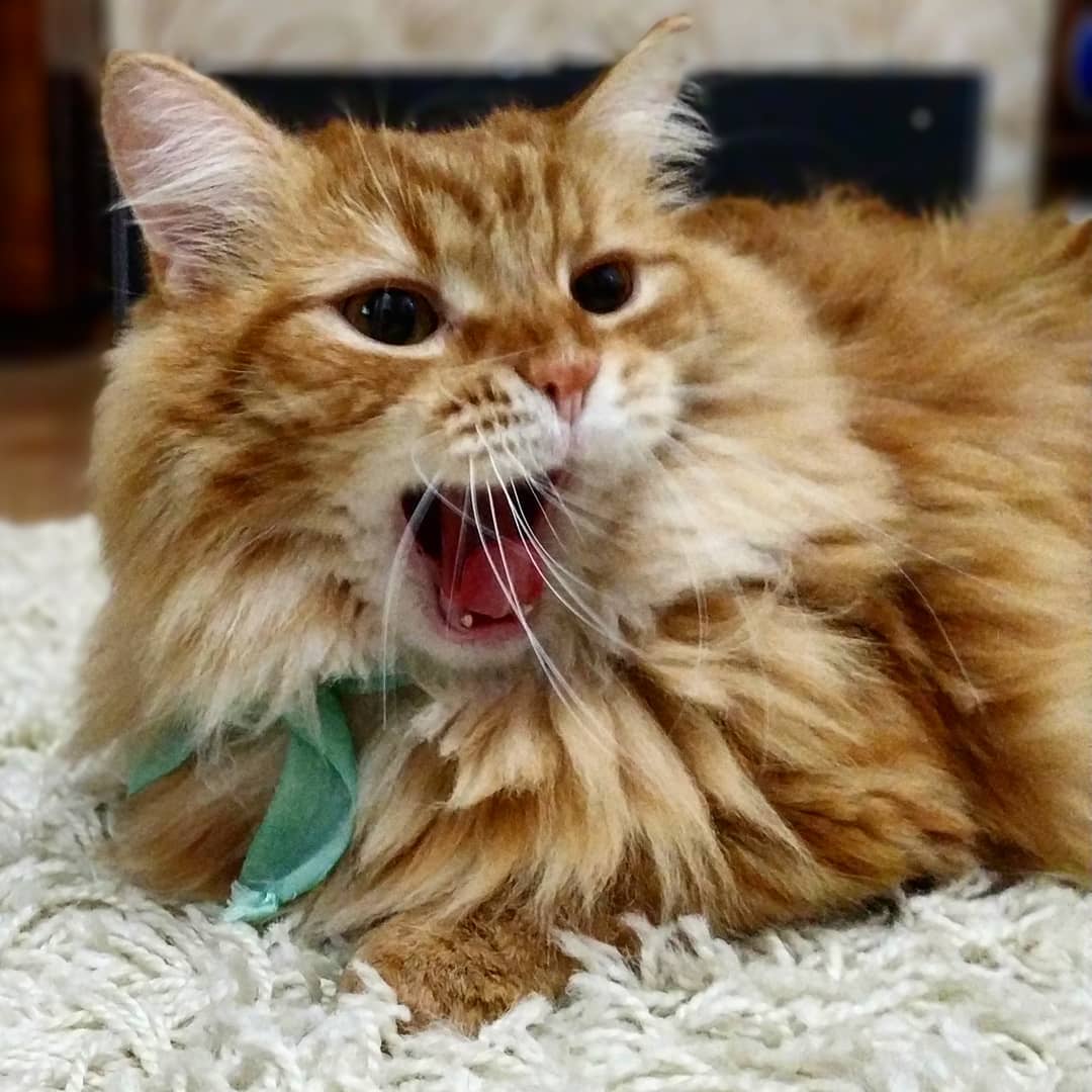 猫咪口臭怎么办4招减少90%烦恼,猫咪口臭原因有哪些