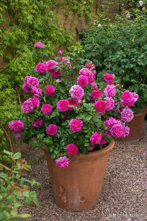 蔷薇月季玫瑰种多久才可以开花,蔷薇和月季开花区别