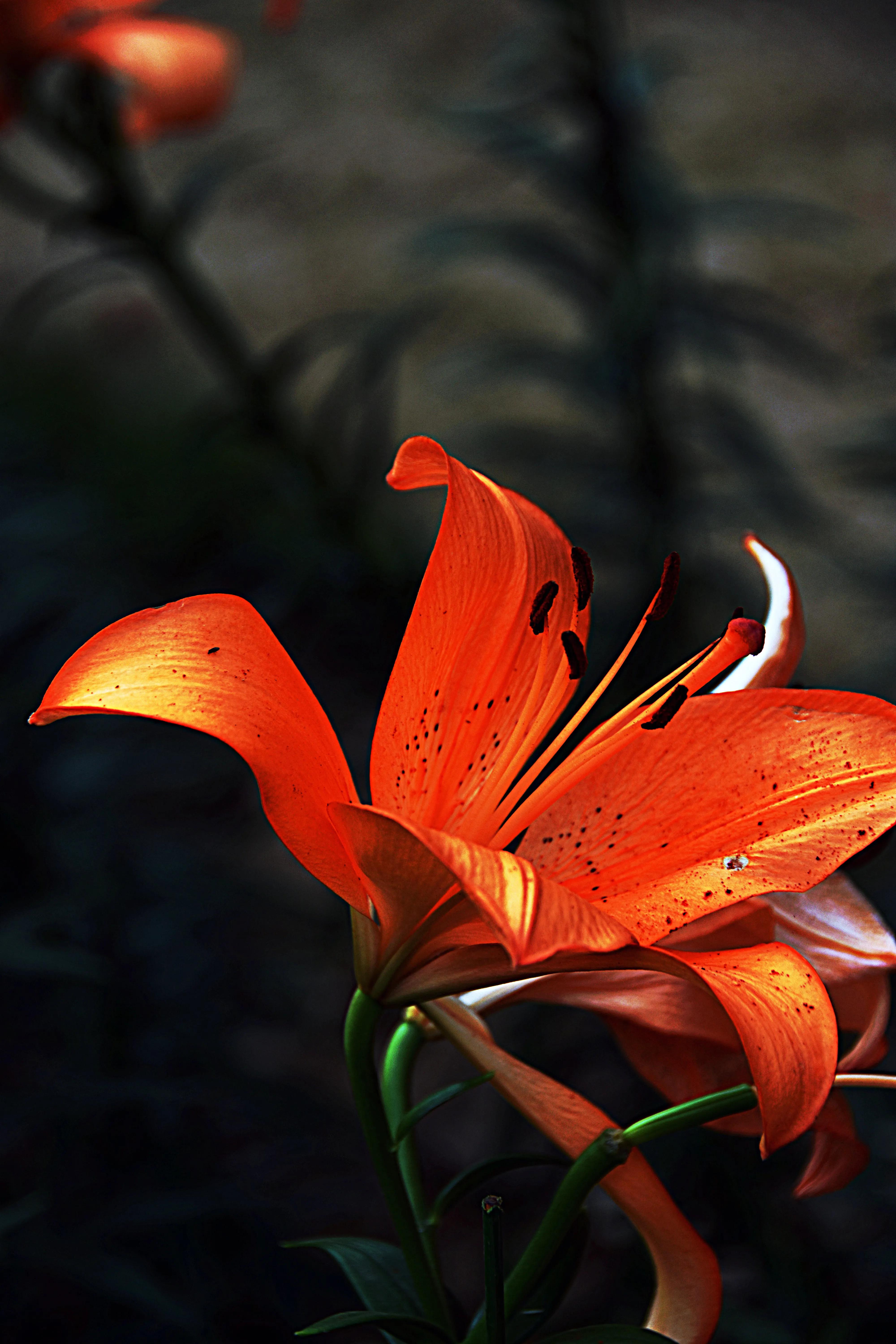 无锡梅园百合花节,无锡梅园的百合花开了