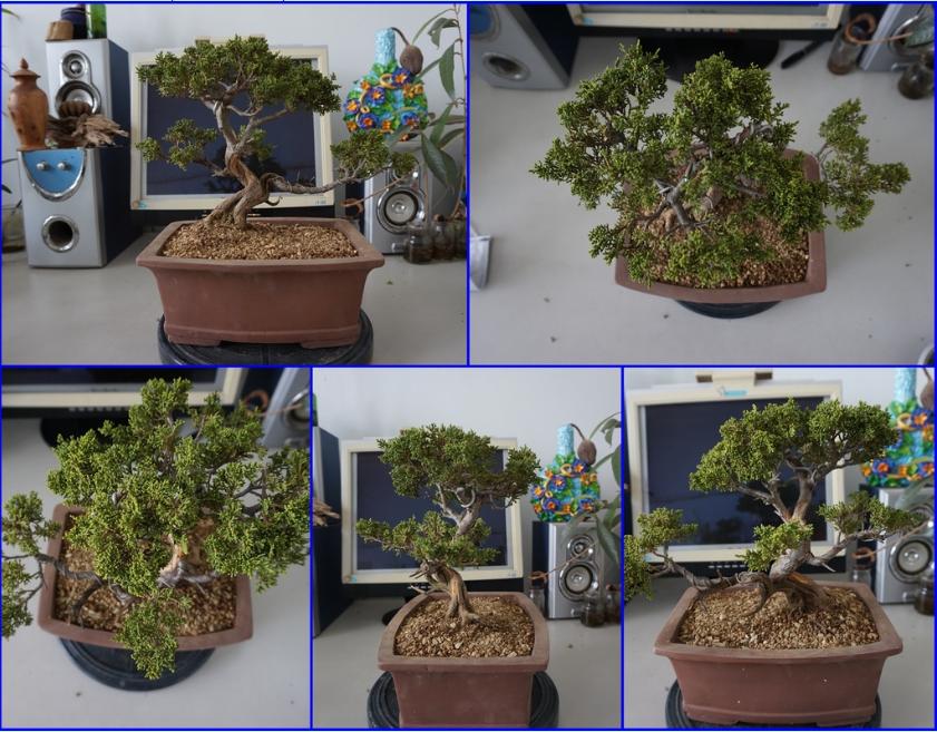 鱼川真柏盆景养殖方法,从养多肉到盆景