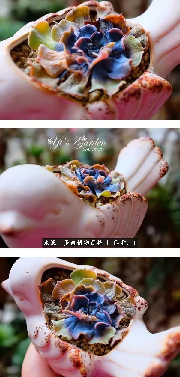 多肉还可以这样玩(上):八年养肉路剪影!