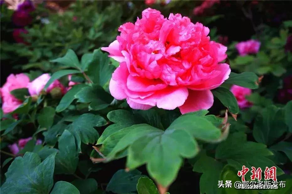 为什么选牡丹为国花,牡丹被定义为国花