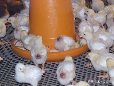 预防鸡啄癖最有效的措施是,怎样防止鸡啄鸡屁股