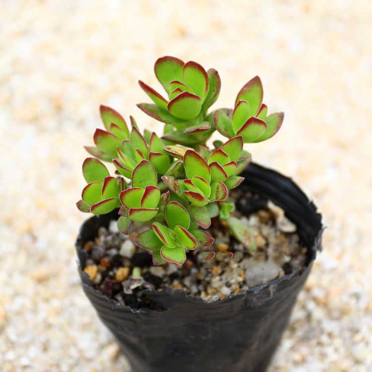 多肉火祭和天狗之舞区别,天狗之舞多肉夏天的样子