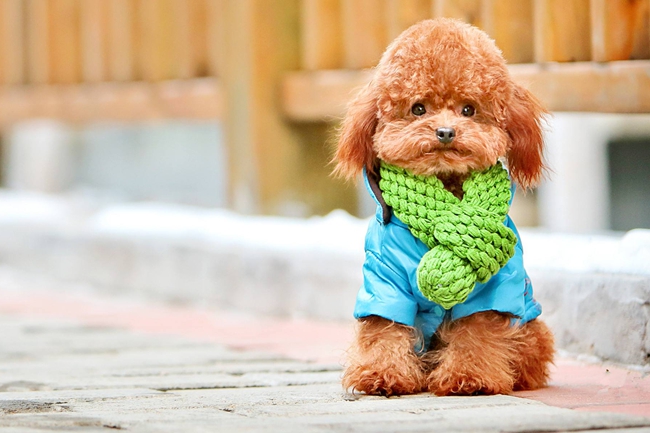 泰迪犬吐黄色泡沫水是为什么,泰迪犬吐血水是咋回事