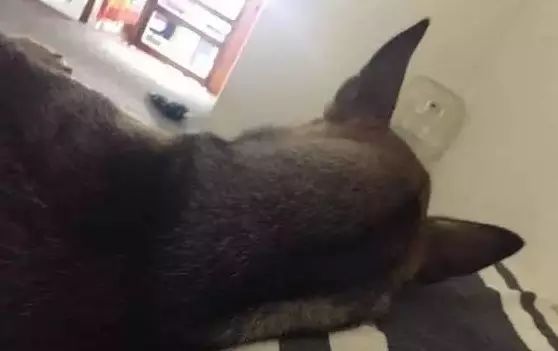 家里的狗为什么要嚎叫,为什么狗总想上床睡觉