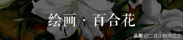 100种花卉绘画,100多张花卉线描手稿素材赶快收藏