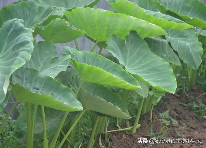 芋头烂叶病前期是什么样,芋头烂根怎么治疗最好