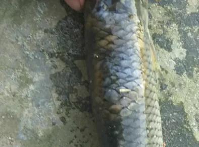 开启速冻模式！大冬天存塘鱼出现了烂身，怎么办？