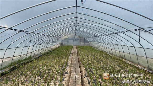 短视频丨【决战决胜脱贫攻坚】通渭李家店乡：脱贫致富的“黄金”产业——金银花