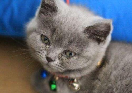 猫眼屎多又黄粘稠还流鼻涕怎么办,猫眼屎多又黄粘稠怎么治疗