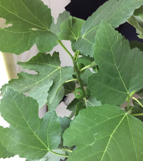 刚挂果的盆栽无花果怎样养护,无花果结果后怎么养护