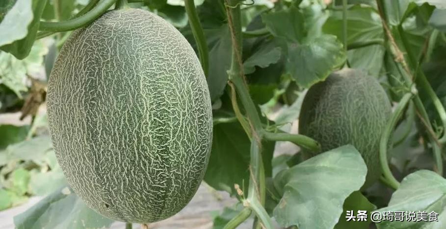 哈密瓜怎么吃的才又好看又好吃,哈密瓜跟酥香蜜瓜哪个好吃