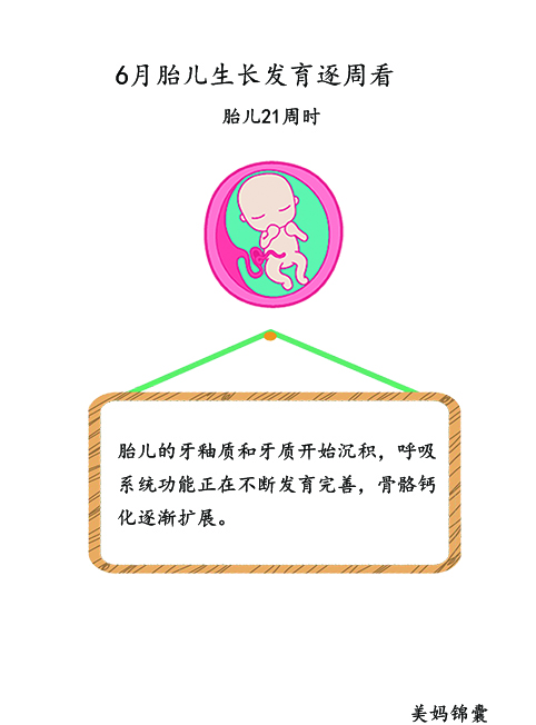 胎儿21周至23周的变化,胎儿21天的样子