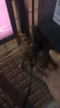 暴雨过后见到这种大蜗牛千万别碰,大雨后遍地爬的大蜗牛别碰也别吃