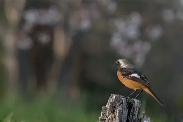 野外拍鸟用什么器材,拍鸟器材最佳配置