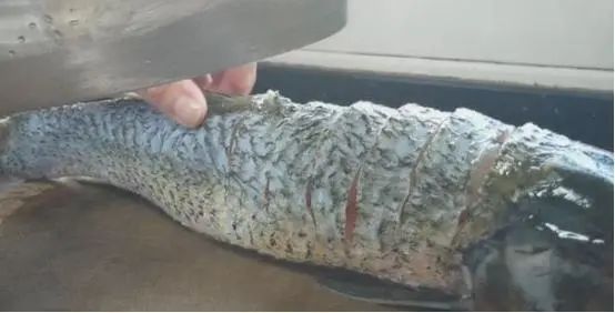 草鱼芹菜豆腐的做法大全家常菜,砂锅炖草鱼豆腐最简单的做法