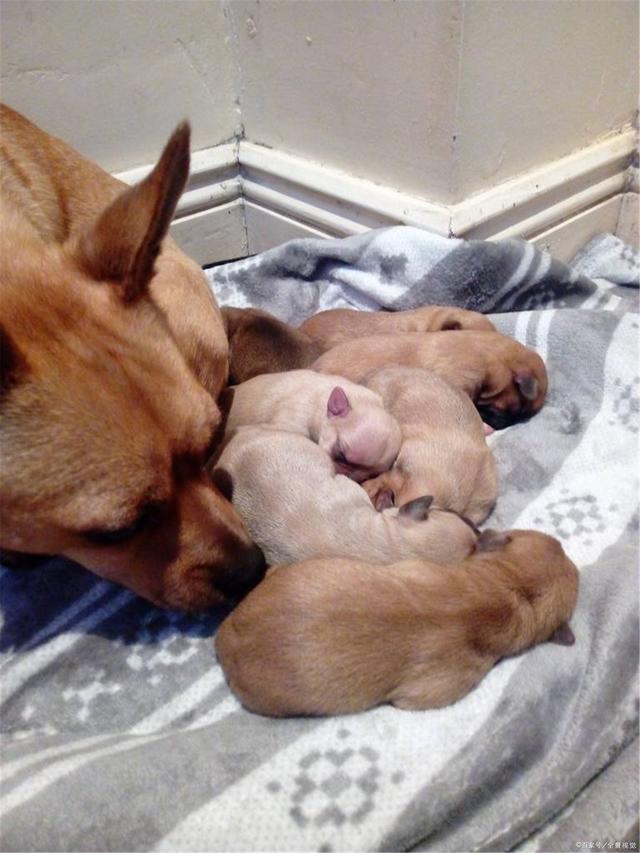 犬窝咳是不是属于感冒,犬窝咳症状不传染是什么原因