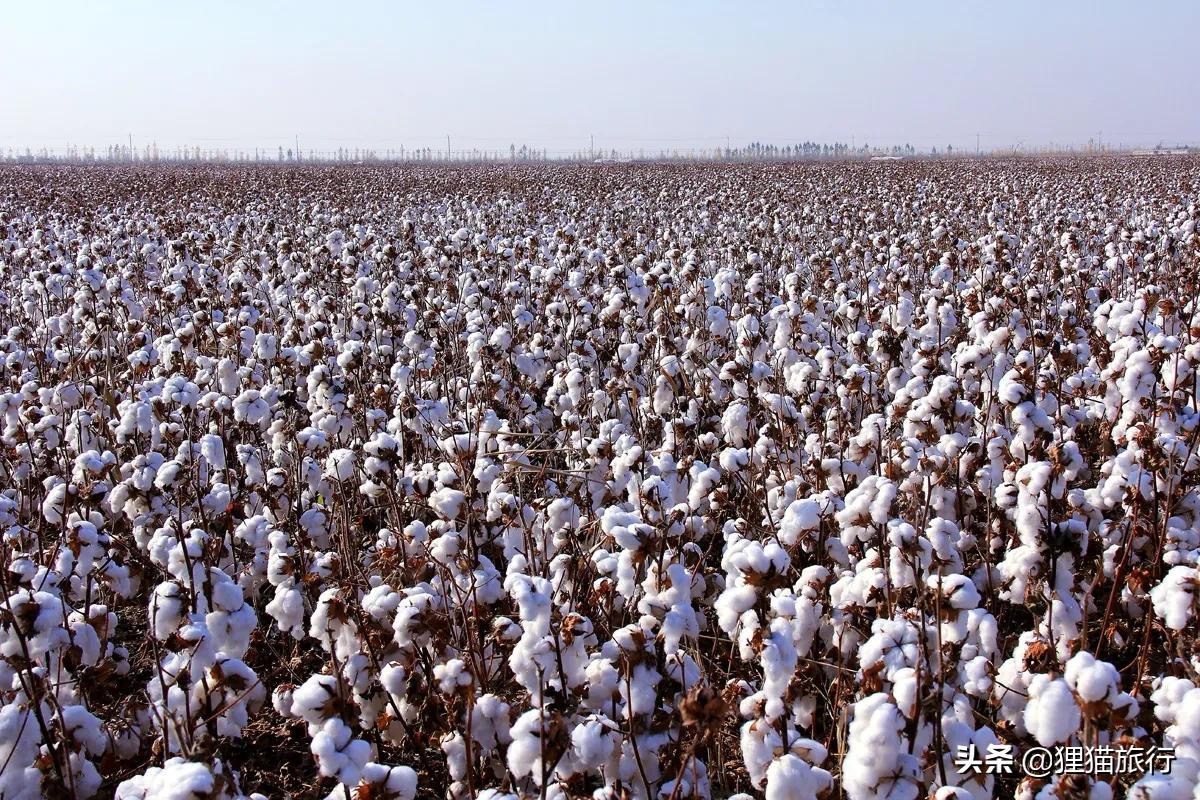 沙雅胡杨林自然保护区,新疆沙雅胡杨林介绍